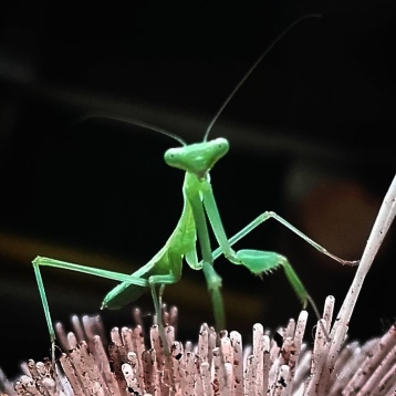 praying mantis on a brush.